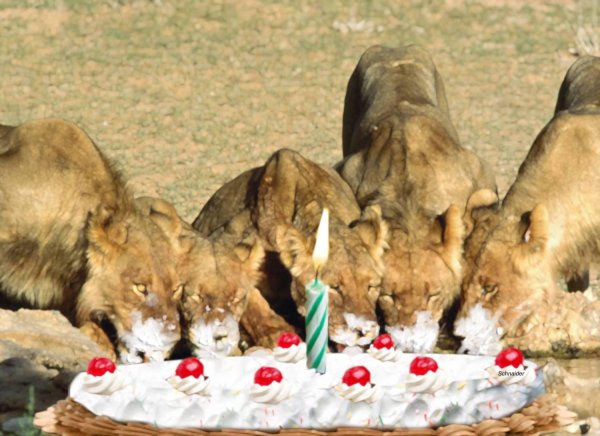 львица с днем рождения