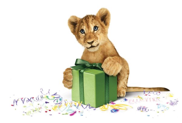 маленькие львята