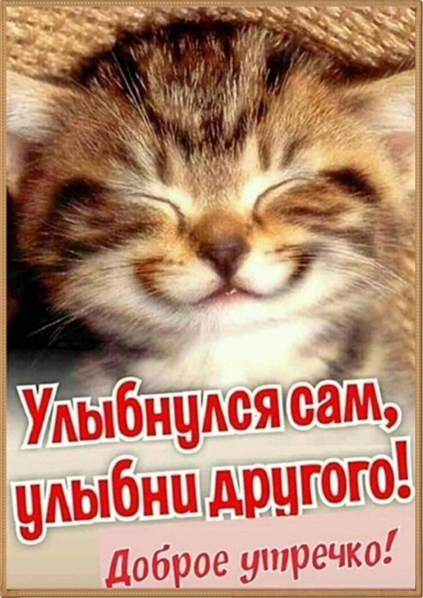 улыбающиеся кот