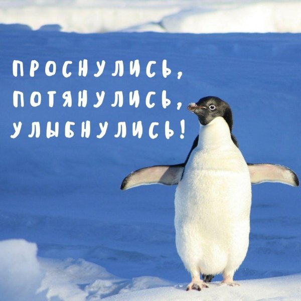 антарктида пингвины адели