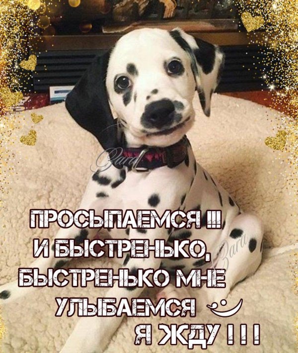 собака далматинец