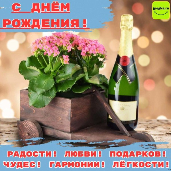 цветок каланхоэ