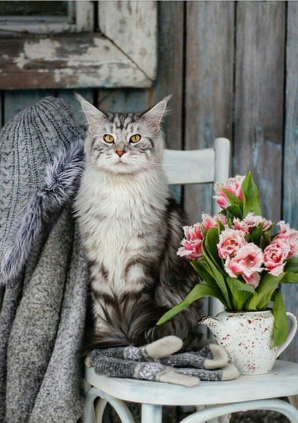 кошка мейкун