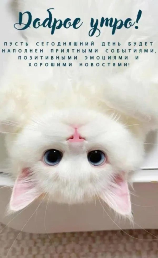 белый кот милота