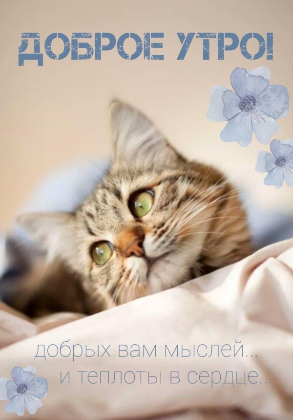 доброе утро кошечка