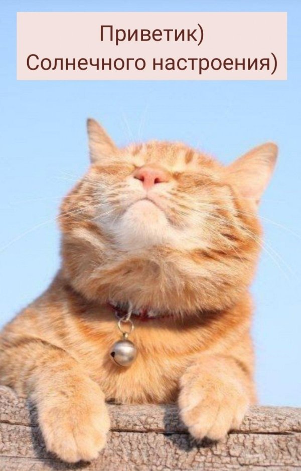 рыжего кота