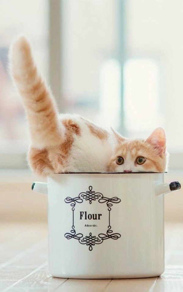 утренние коты