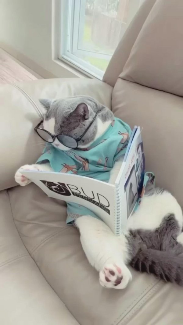 милые котики в очках