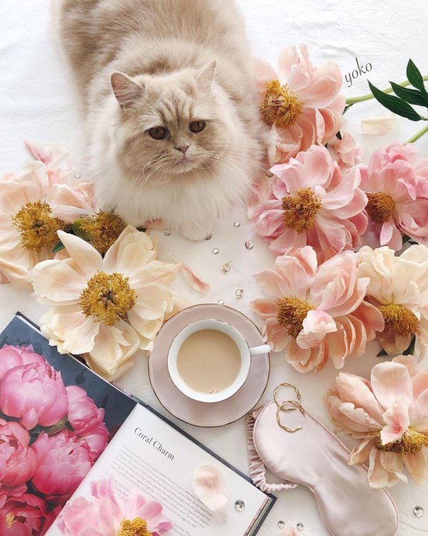 кофе и цветы и котики