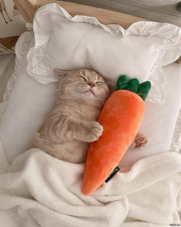 спят животные