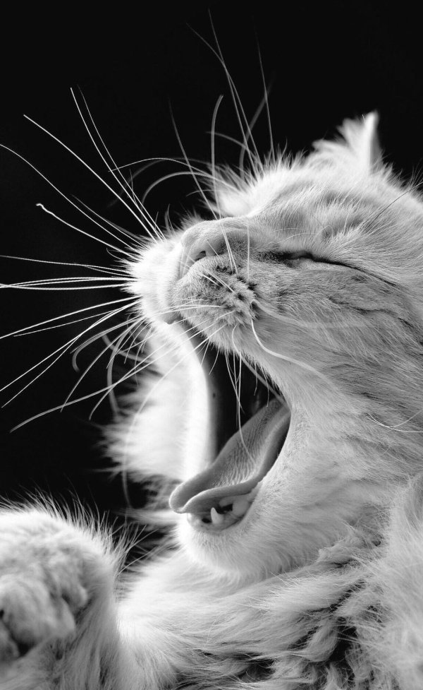 кошачий сон