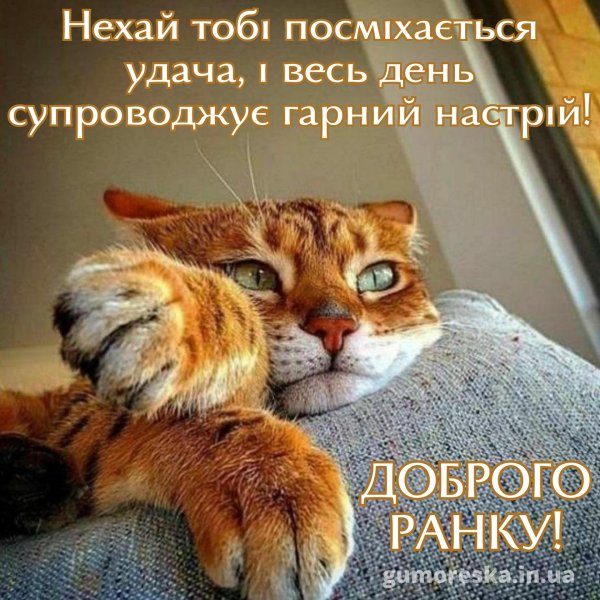 прикольные кошаки