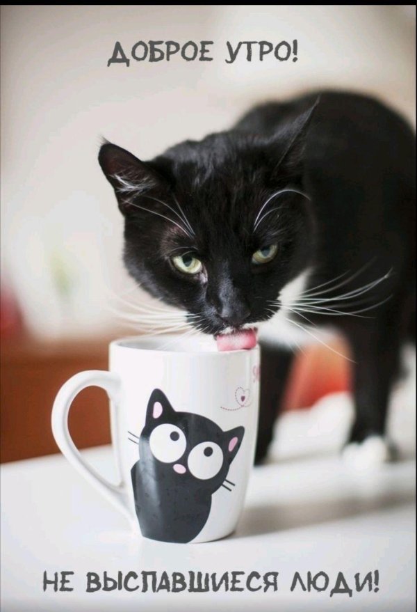 кот пьет чай