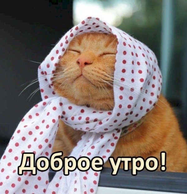 котики утро