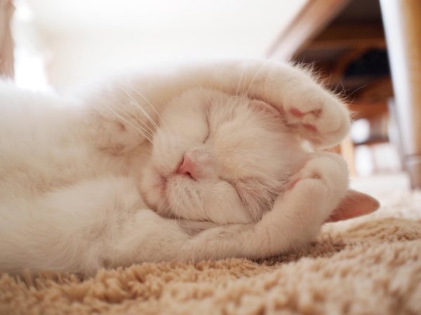 пушистых снов