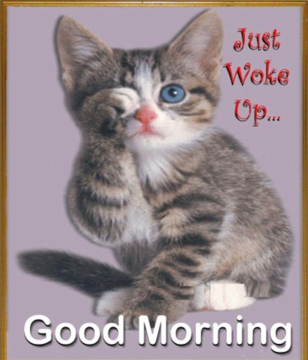 good morning cat meme
