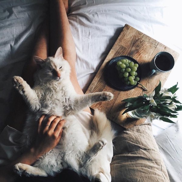 утренние котики