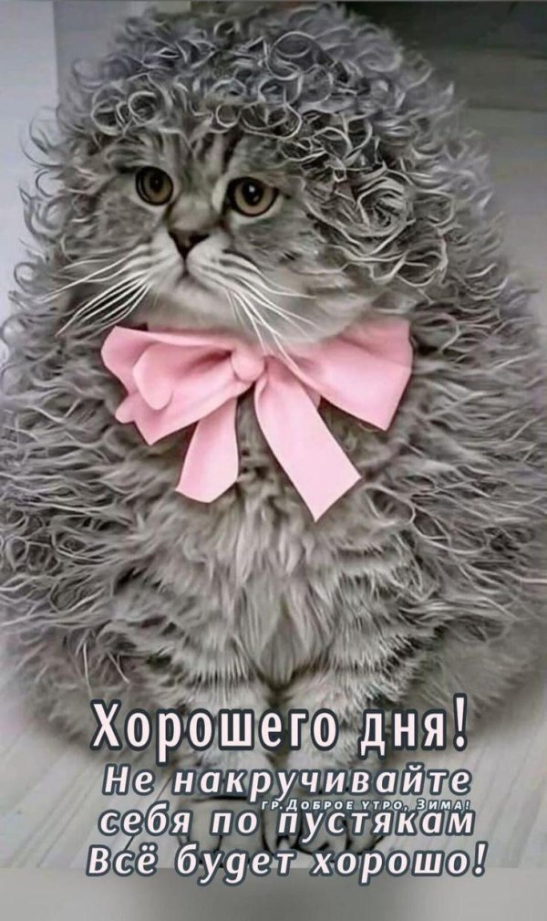 серый пушистый кот