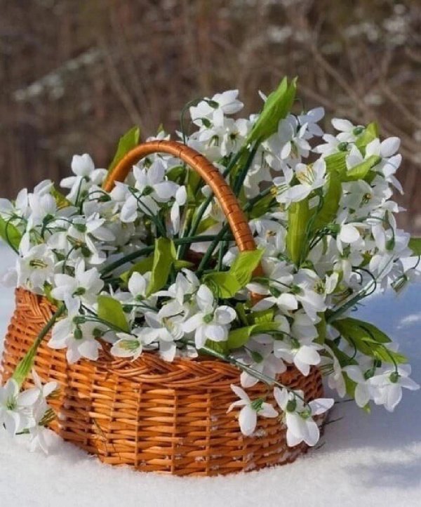 подснежники ландыши примулы