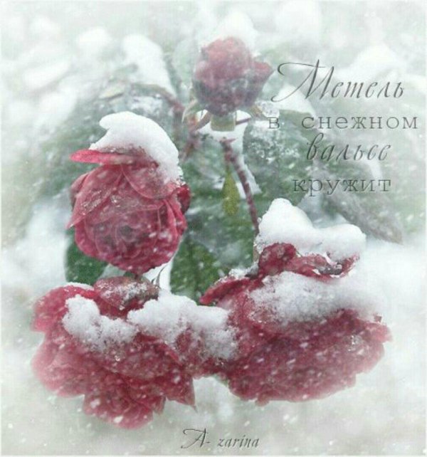 роза зимой