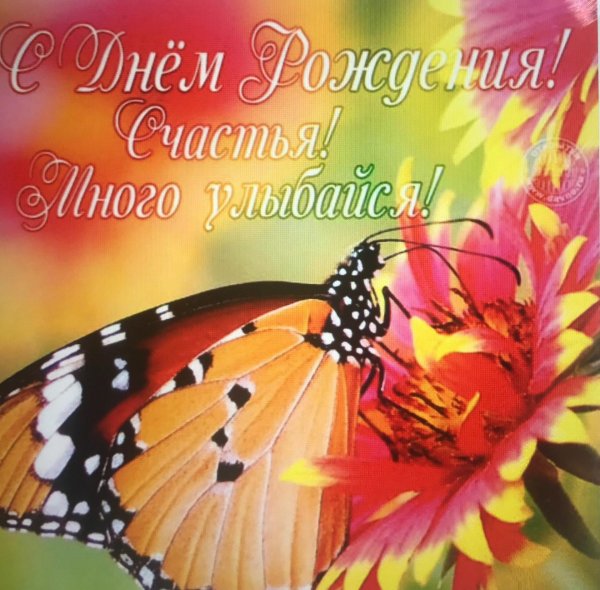 бабочка данаида хризипп