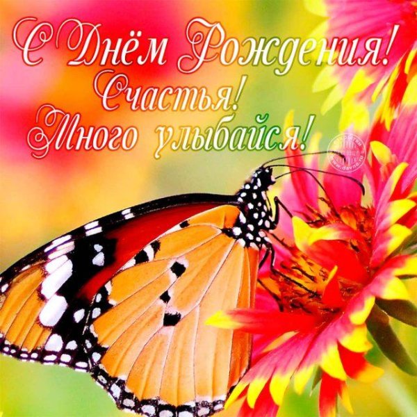 красивая бабочка