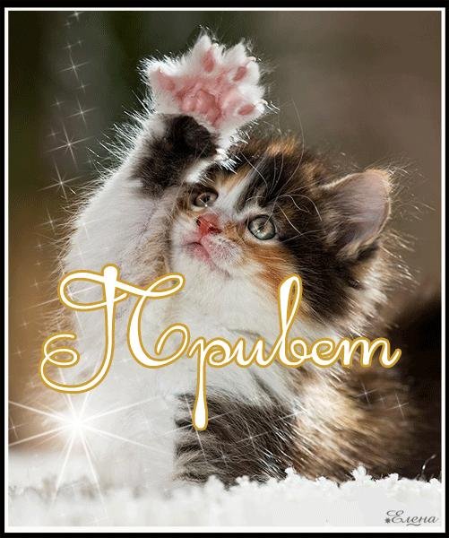 смешной котенок