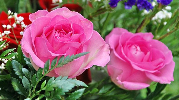 роза флорибунда