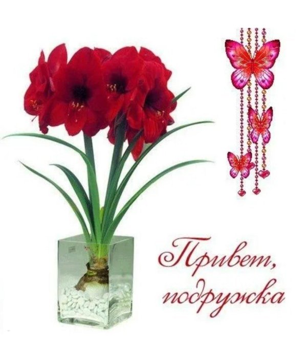 гиппеаструм росток