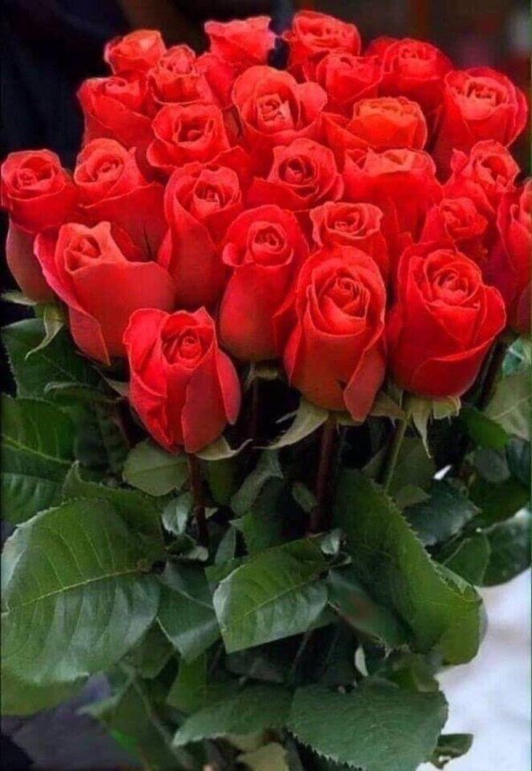 букет роз красивый