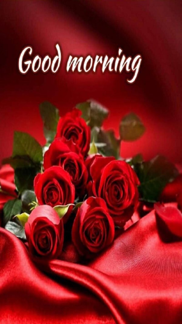 good morning red roses
