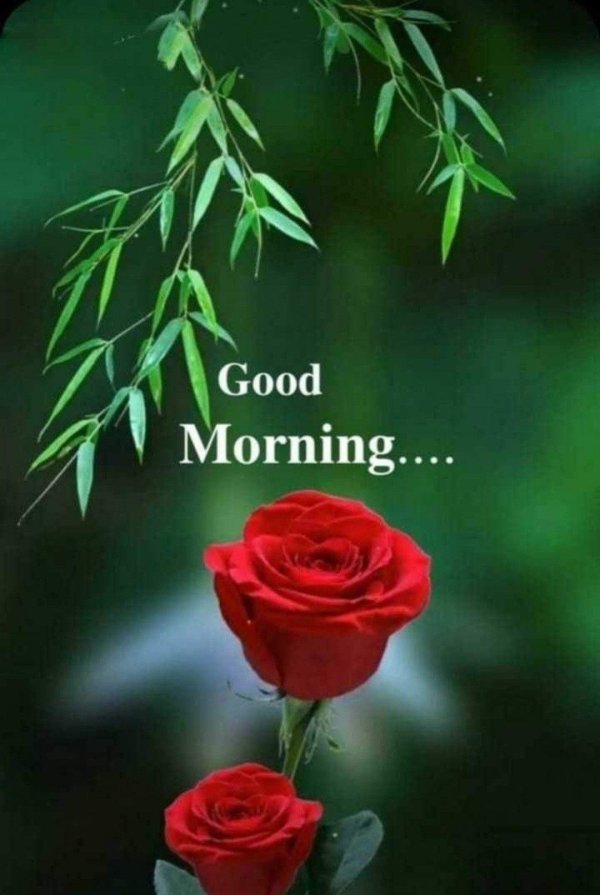 цветы утренние