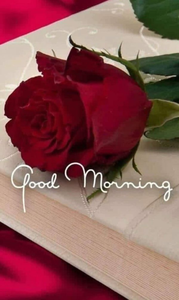 good morning red roses
