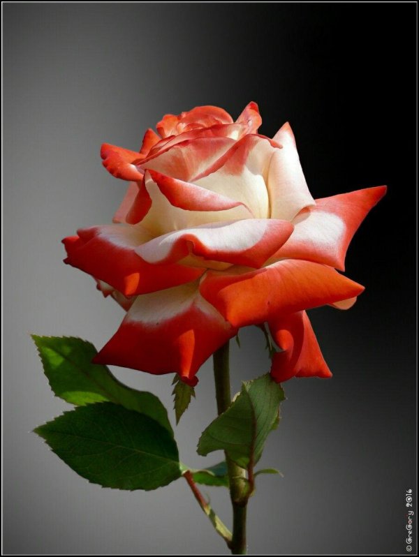 чайногибридная императрица фарах