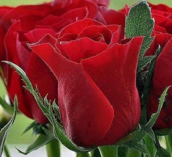 роза гулдору