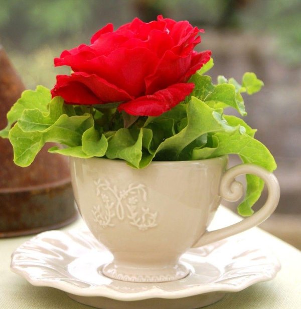 цветы в кружке