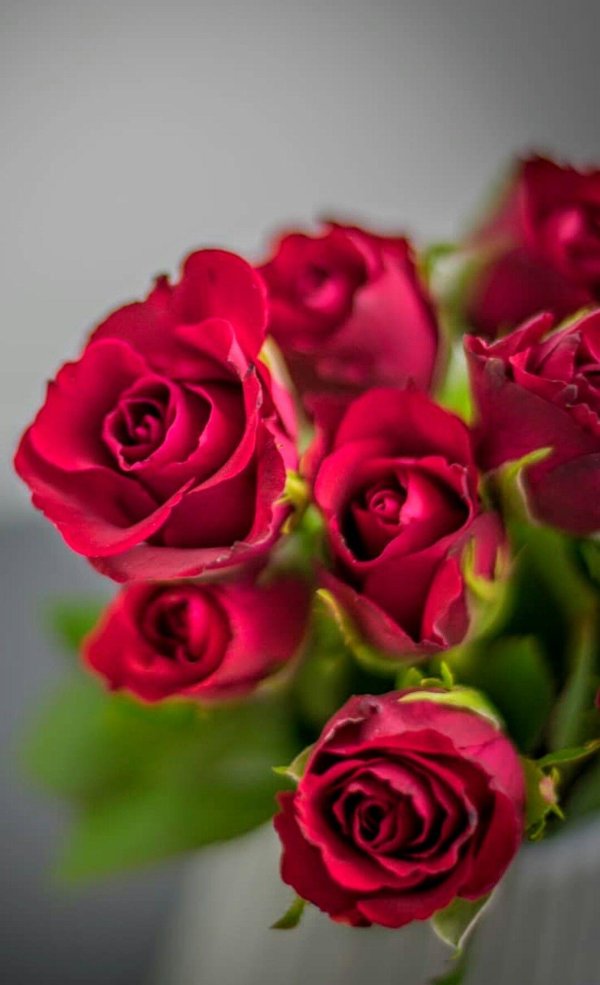 роза спрей марун