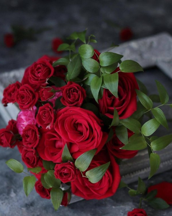 роза красная