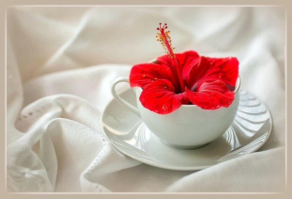 каркаде гибискус