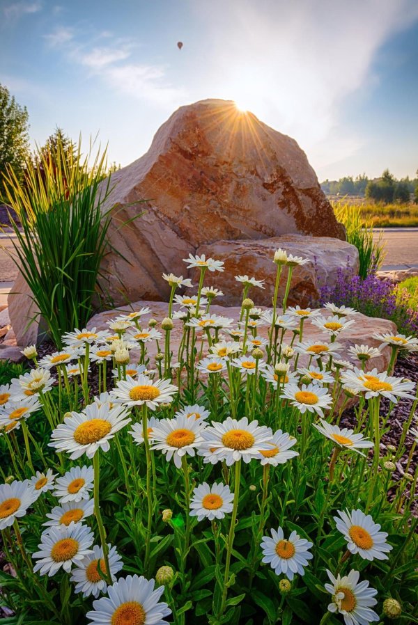 цветы пейзаж