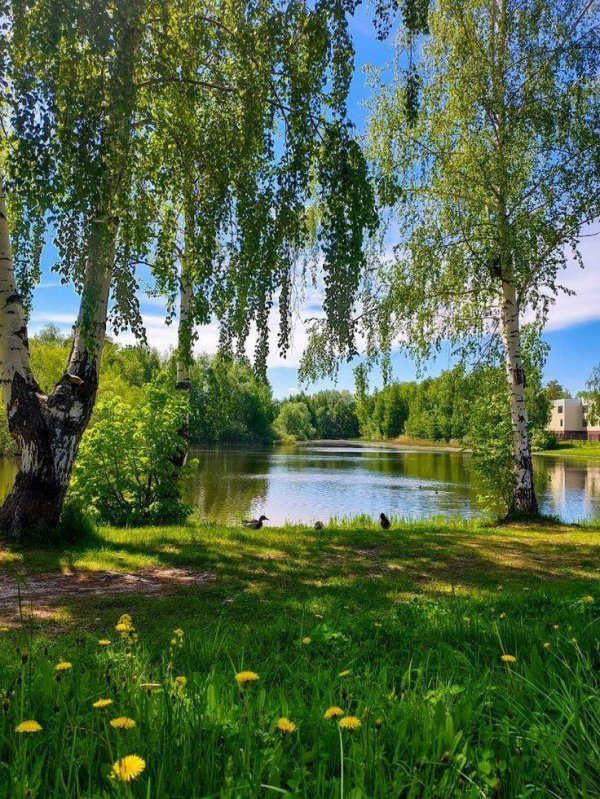 березовая роща береза повислая