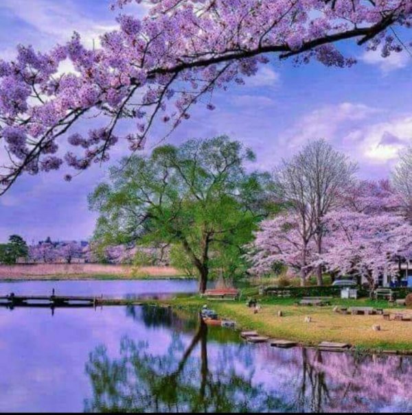 цветение японской сакуры