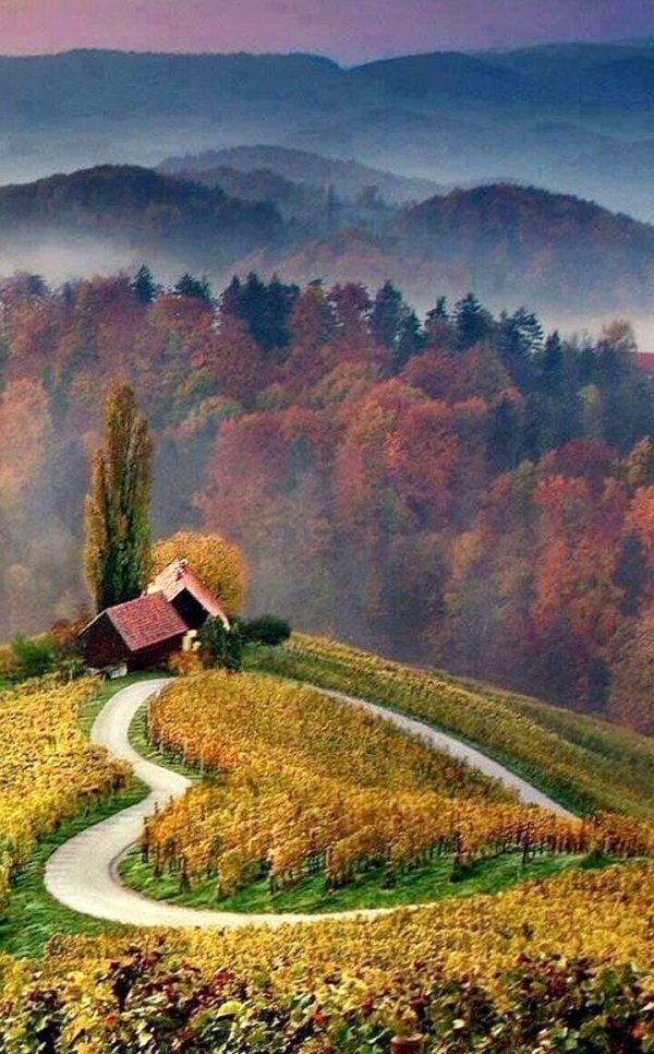 виноградники словении осень