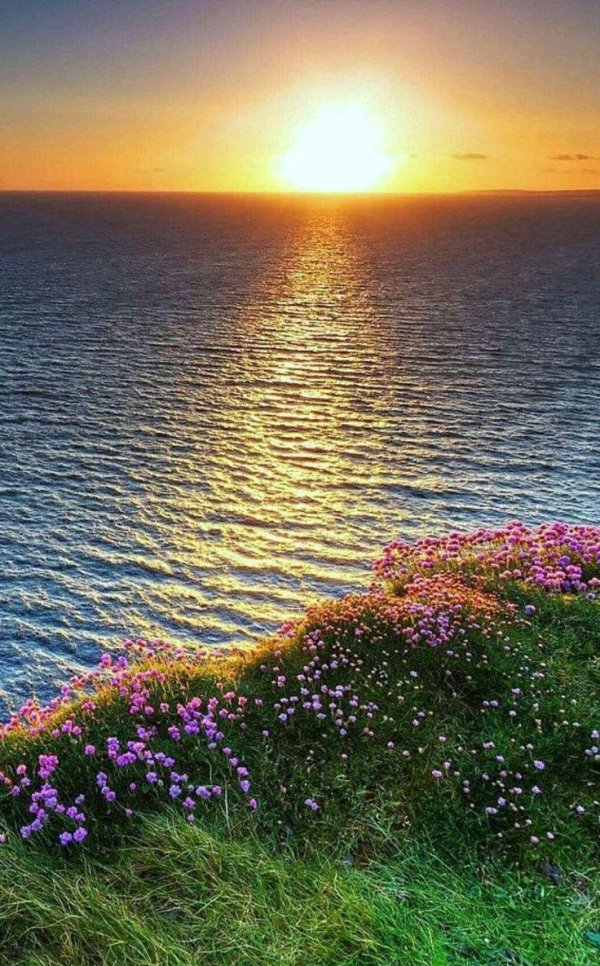 цветы и море