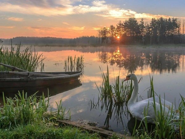 лебединое озеро рязань