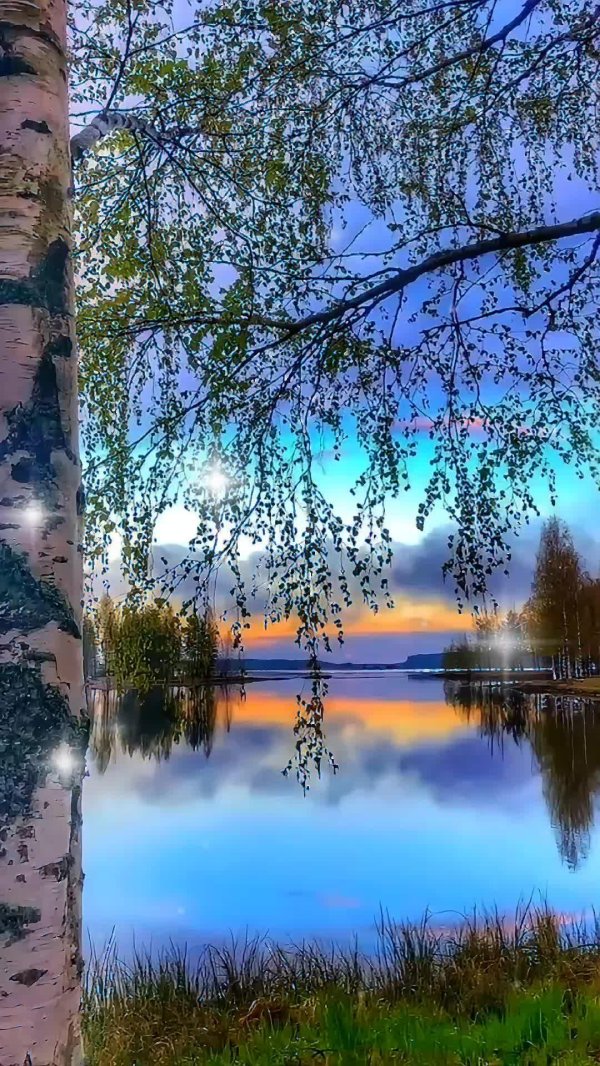 береза у реки