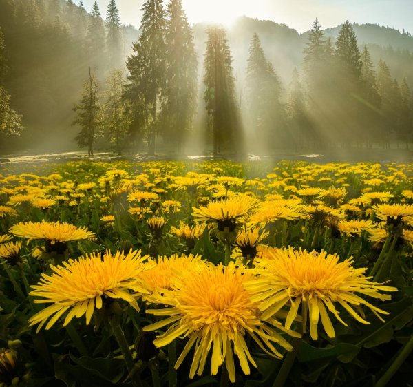 желтые одуванчики