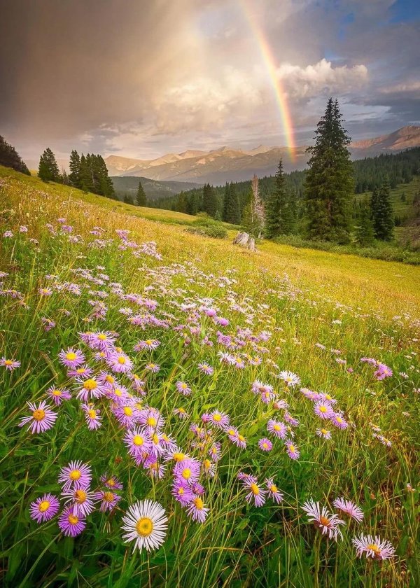 красивый пейзаж лето