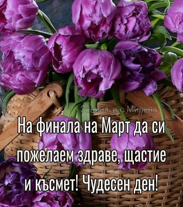 тюльпан гранд перфекшн