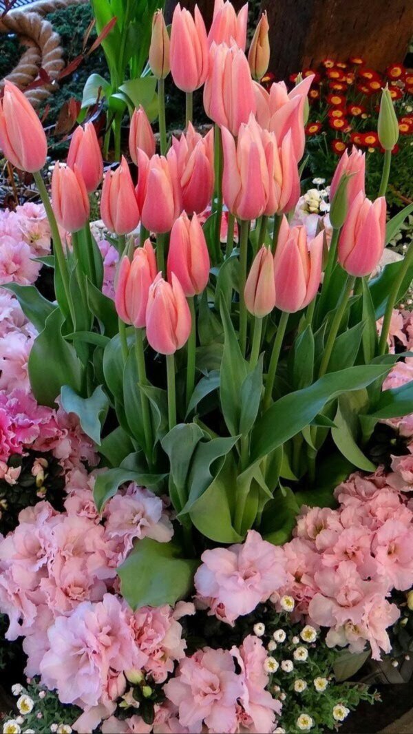 луковичные цветы